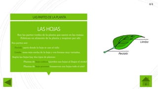 LASHOJAS
 Son las partes verdes de la planta que nacen en las ramas.
Fabrican en alimento de la planta y respiran por ahí.
Sus partes son:
 Peciolo: parte donde la hoja se une al tallo
 Limbo: zona más ancha de la hoja y con formas muy variadas.
Según las hojas hay dos tipos de plantas:
Plantas de hoja caduca (pierden sus hojas al llegar el otoño)
Plantas de hoja perenne (conservan sus hojas todo el año)
LASPARTESDELAPLANTA
4/4
 