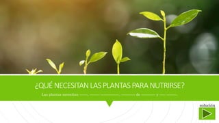 ¿QUÉNECESITANLASPLANTASPARANUTRIRSE?
Las plantas necesitan ––––, ––––– –––––––––, ––––––– de ––––––– y ––– –––––.
solución
 