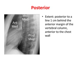 Posterior
• Extent: posterior to a
line 1 cm behind the
anterior margin of the
vertebral column,
anterior to the chest
wall
 