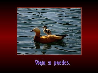 Meditaciones profundas