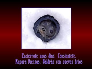 Meditaciones profundas