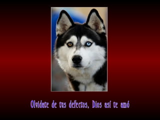 Meditaciones profundas