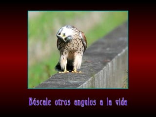 Meditaciones profundas