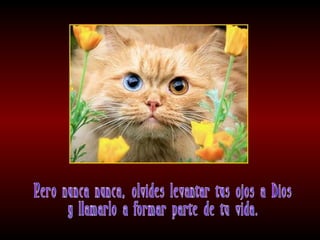 Meditaciones profundas