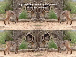 "A grandeza e a simplicidade de Deus  estão nos detalhes." 