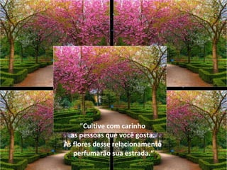 ” Cultive com carinho  as pessoas que você gosta.  As flores desse relacionamento  perfumarão sua estrada.“ 