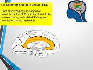 The posterior cingulate cortex (PCC)
From neuroimaging and subjective
descriptions, the PCC has been found to be
activated during self-related thinking and
deactivated during meditation
 