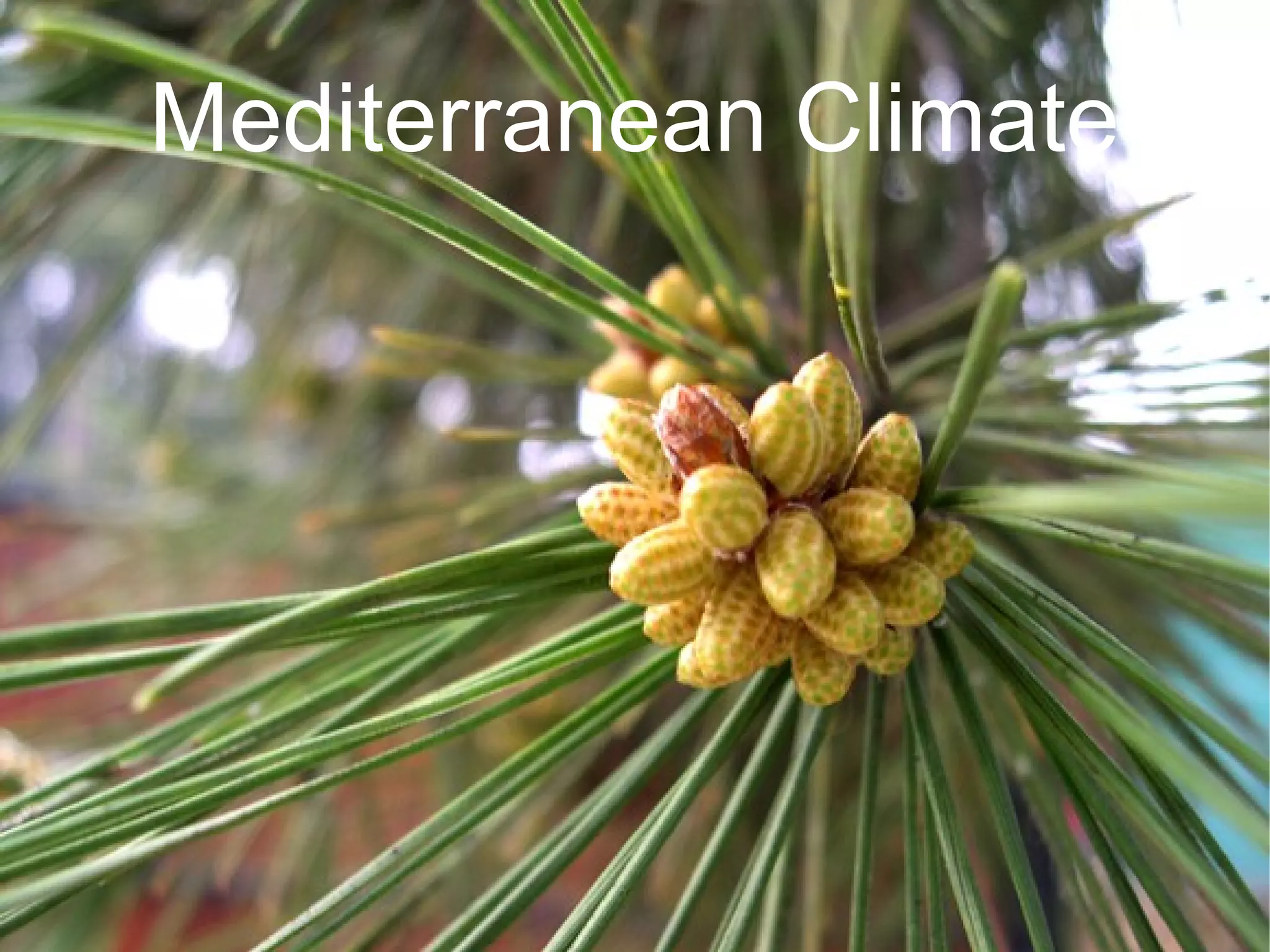 Mediterranean Climate