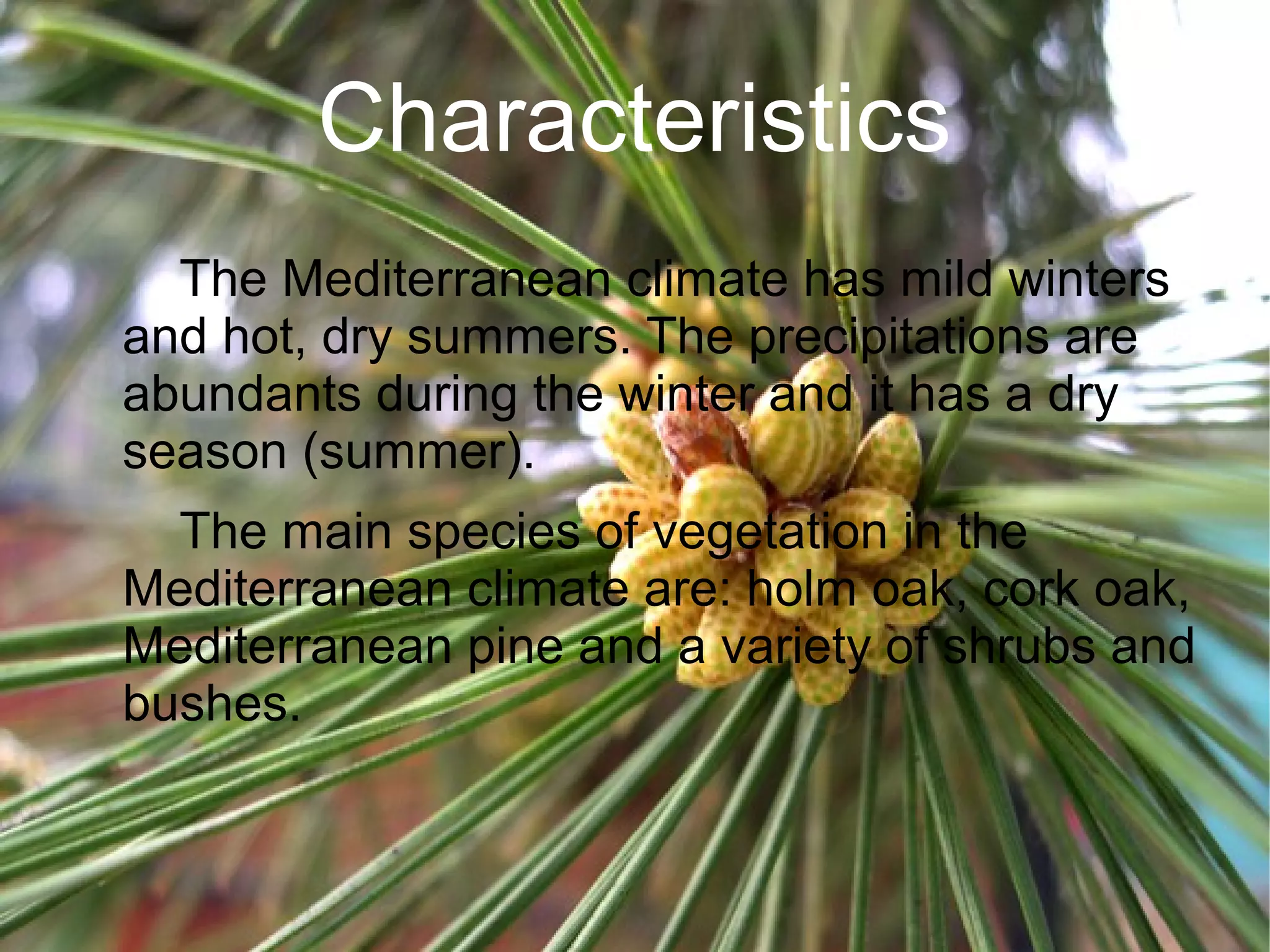 Characteristics
The Mediterranean climate has mild winters
and hot, dry summers. The precipitations are
abundants during the winter and it has a dry
season (summer).
The main species of vegetation in the
Mediterranean climate are: holm oak, cork oak,
Mediterranean pine and a variety of shrubs and
bushes.