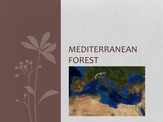 MEDITERRANEAN
FOREST
 