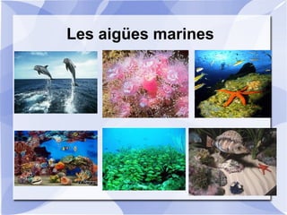 Les aigües marines
 