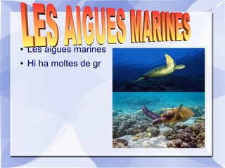 ● Les aigues marines
● Hi ha moltes de gr
 
