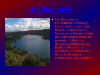 Les llacunes
● Les llacunes es
concentren a la franja
litoral, a les zones més
baixes. A Mallorca i a
Menorca es formen abans
de la desembocadura de
torrents. A Mallorca
destaca s'Albufera(a la
Badia d'Alcúdia), a
Menorca s'Albufera des
Grau, i a Eivissa i
Formentera, Ses Salines.
 