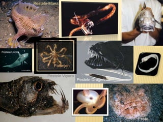 Mediul abisal XI C | PPTX