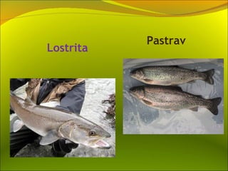Pastrav
Lostrita
 