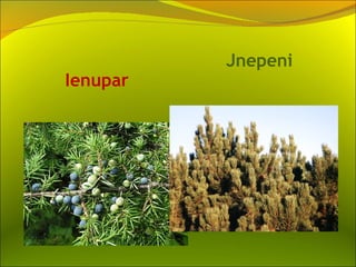 Jnepeni
Ienupar
 