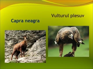 Vulturul plesuv
Capra neagra
 