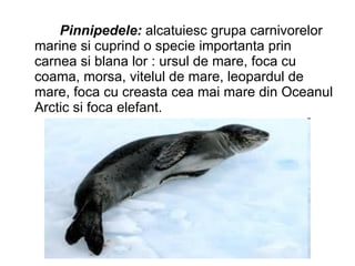 Pinnipedele:  alcatuiesc grupa carnivorelor marine si cuprind o specie importanta prin carnea si blana lor : ursul de mare, foca cu coama, morsa, vitelul de mare, leopardul de mare, foca cu creasta cea mai mare din Oceanul Arctic si foca elefant.  