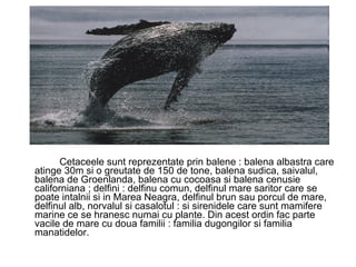 Cetaceele sunt reprezentate prin balene : balena albastra care atinge 30m si o greutate de 150 de tone, balena sudica, saivalul, balena de Groenlanda, balena cu cocoasa si balena cenusie californiana ; delfini : delfinu comun, delfinul mare saritor care se poate intalnii si in Marea Neagra, delfinul brun sau porcul de mare, delfinul alb, norvalul si casalotul : si sirenidele care sunt mamifere marine ce se hranesc numai cu plante. Din acest ordin fac parte vacile de mare cu doua familii : familia dugongilor si familia manatidelor. 