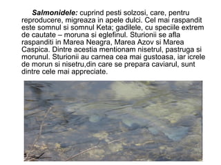 Salmonidele:  cuprind pesti solzosi, care, pentru reproducere, migreaza in apele dulci. Cel mai raspandit este somnul si somnul Keta; gadilele, cu speciile extrem de cautate – moruna si eglefinul. Sturionii se afla raspanditi in Marea Neagra, Marea Azov si Marea Caspica. Dintre acestia mentionam nisetrul, pastruga si morunul. Sturionii au carnea cea mai gustoasa, iar icrele de morun si nisetru,din care se prepara caviarul, sunt dintre cele mai appreciate. 