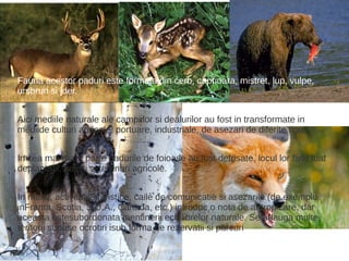 Fauna acestor paduri este formata din cerb, caprioara, mistret, lup, vulpe,
ursbrun si jder.


Aici mediile naturale ale campiilor si dealurilor au fost in transformate in
mediide culturi agricole, portuare, industriale, de asezari de diferite tipuri.


In cea mai mare parte padurile de foioase au fost defrisate, locul lor fiind luat
deplantatii, pajisti si terenuri agricole.


In munti, activitatile turistice, caile de comunicatie si asezarile (de exemplu
inFranta, Scotia, S.U.A., Canada, etc.) introduc o nota de antropizare, dar
aceasta estesubordonata mentinerii echilibrelor naturale. Se adauga multe
teritorii supuse ocrotiri isub forma de rezervatii si parcuri
 