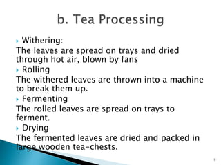  Withering:
The leaves are spread on trays and dried
through hot air, blown by fans
 Rolling
The withered leaves are thrown into a machine
to break them up.
 Fermenting
The rolled leaves are spread on trays to
ferment.
 Drying
The fermented leaves are dried and packed in
large wooden tea-chests.
9
 