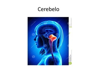 Cerebelo 
 