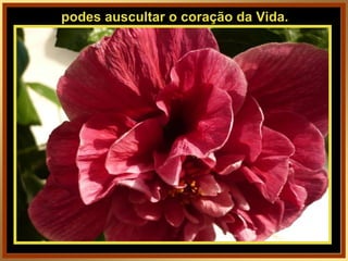 podes auscultar o coração da Vida. 