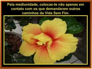 Pela mediunidade, colocas-te não apenas em contato com os que demandaram outros caminhos da Vida Sem Fim. 