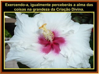Exercendo-a, igualmente perceberás a alma das coisas na grandeza da Criação Divina. 