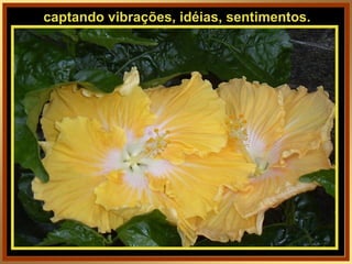 captando vibrações, idéias, sentimentos. 