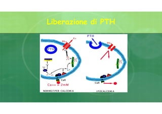 Liberazione di PTH
 
