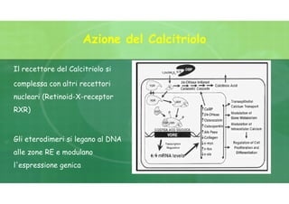 Azione del Calcitriolo
Il recettore del Calcitriolo si
complessa con altri recettori
nucleari (Retinoid-X-receptor
RXR)
Gli eterodimeri si legano al DNA
alle zone RE e modulano
l'espressione genica
 