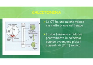 CALCITONINA
La CT ha una azione veloce
ma molto breve nel tempo
La sua funzione è ridurre
prontamente la calcemia
quando avvengono piccoli
aumenti di [Ca2+] sierico
 
