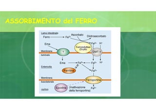 ASSORBIMENTO del FERRO
 