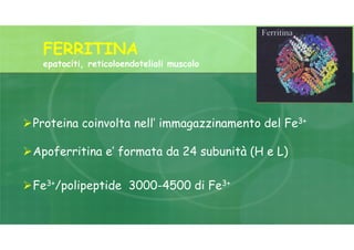 FERRITINA
epatociti, reticoloendoteliali muscolo
Proteina coinvolta nell’ immagazzinamento del Fe3+
Apoferritina e’ formata da 24 subunità (H e L)
Fe3+/polipeptide 3000-4500 di Fe3+
 
