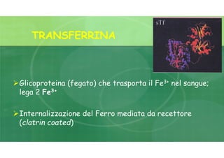 TRANSFERRINA
Glicoproteina (fegato) che trasporta il Fe3+ nel sangue;
lega 2 Fe3+
Internalizzazione del Ferro mediata da recettore
(clatrin coated)
 