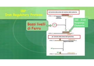 IRP
Iron Regulatory Proteins
Bassi livelli
di Ferro
IRE Iron
Response
Elements
 