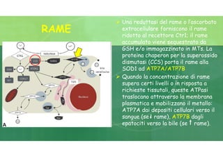 Una reduttasi del rame o l’ascorbato
extracellulare forniscono il rame
ridotto al recettore Ctr1; il rame
accumulato viene sequestrato da
GSH e/o immagazzinato in MTs. La
proteina chaperon per la superossido
dismutasi (CCS) porta il rame alla
SOD1 ad ATP7A/ATP7B
 Quando la concentrazione di rame
supera certi livelli o in risposta a
richieste tissutali, queste ATPasi
traslocano attraverso la membrana
plasmatica e mobilizzano il metallo:
ATP7A dai depositi cellulari verso il
sangue (se rame), ATP7B dagli
epatociti verso la bile (se rame).
RAME
 