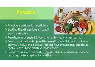 Potassio
 Principale catione intracellulare
 Eccitabilità di membrana (canali
per il potassio)
 Regolazione di enzimi (glicolisi e fosforilazione ossidativa)
 Carenza di potassio (perdite renali, diuretici, malnutrizione,
diarrea): riduzione dell’eccitabilità neuromuscolare, debolezza,
apatia, confusione mentale, bradicardia.
 Presente in molti alimenti (fagioli, piselli, albicocche, banane,
asparagi, patate, spinaci, cavolfiori)
 