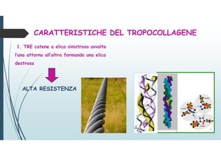 CARATTERISTICHE DEL TROPOCOLLAGENE
1. TRE catene a elica sinistrosa avvolte
l’una attorno all’altra formando una elica
destrosa
ALTA RESISTENZA
 