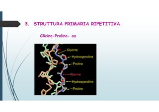 3. STRUTTURA PRIMARIA RIPETITIVA
Glicina-Prolina- aa
 