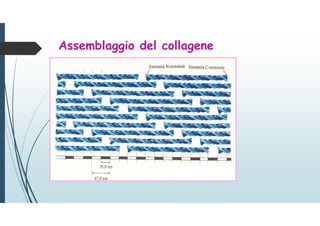Assemblaggio del collagene
 
