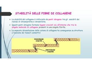 STABILITÀ DELLE FIBRE DI COLLAGENE
 La stabilità del collagene è rinforzata da ponti idrogeno tra gli ossidrili dei
residui di idrossiprolina e idrossilisina.
 Questi ponti idrogeno formano legami crociati sia all’interno che tra le
singole molecole di collagene presenti in una singola fibrilla.
 La mancata idrossilazione delle catene di collagene ha conseguenze su struttura
e funzione dei tessuti connettivi
 