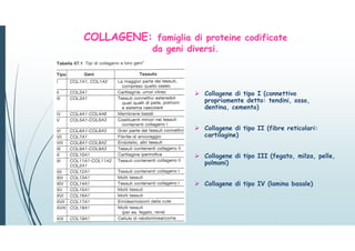 COLLAGENE: famiglia di proteine codificate
da geni diversi.
 Collagene di tipo I (connettivo
propriamente detto: tendini, osso,
dentina, cemento)
 Collagene di tipo II (fibre reticolari:
cartilagine)
 Collagene di tipo III (fegato, milza, pelle,
polmoni)
 Collagene di tipo IV (lamina basale)
 