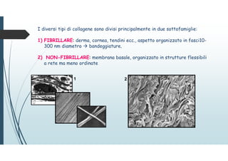 I diversi tipi di collagene sono divisi principalmente in due sottofamiglie:
1) FIBRILLARE: derma, cornea, tendini ecc., aspetto organizzato in fasci10-
300 nm diametro  bandeggiature.
2) NON-FIBRILLARE: membrana basale, organizzato in strutture flessibili
a rete ma meno ordinate
1 2
 