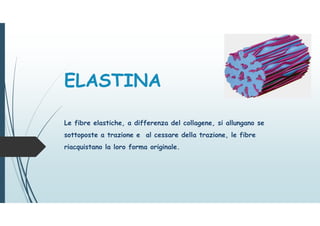 ELASTINA
Le fibre elastiche, a differenza del collagene, si allungano se
sottoposte a trazione e al cessare della trazione, le fibre
riacquistano la loro forma originale.
 