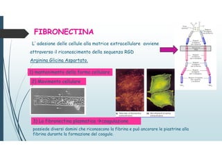 FIBRONECTINA
2) Movimento cellulare
3) La fibronectina plasmatica coagulazione
L’ adesione delle cellule alla matrice extracellulare avviene
attraverso il riconoscimento della sequenza RGD
Arginina Glicina Aspartato.
1) mantenimento della forma cellulare
possiede diversi domini che riconoscono la fibrina e può ancorare le piastrine alla
fibrina durante la formazione del coagulo.
 