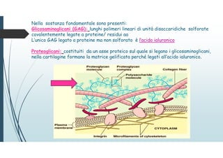Nella sostanza fondamentale sono presenti:
Glicosaminoglicani (GAG): lunghi polimeri lineari di unità disaccaridiche solforate
covalentemente legate a proteine/ residui aa
L’unico GAG legato a proteine ma non solforato è l’acido ialuronico
Proteoglicani: costituiti da un asse proteico sul quale si legano i glicosaminoglicani,
nella cartilagine formano la matrice gelificata perché legati all’acido ialuronico.
 