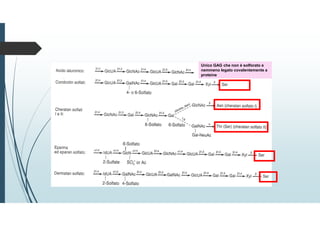 Unico GAG che non è solforato e
nemmeno legato covalentemente a
proteine
 